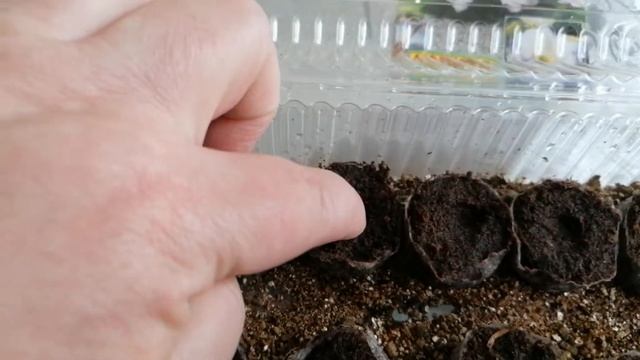 посев эустомы в торфяные таблетки. смотреть онлайн