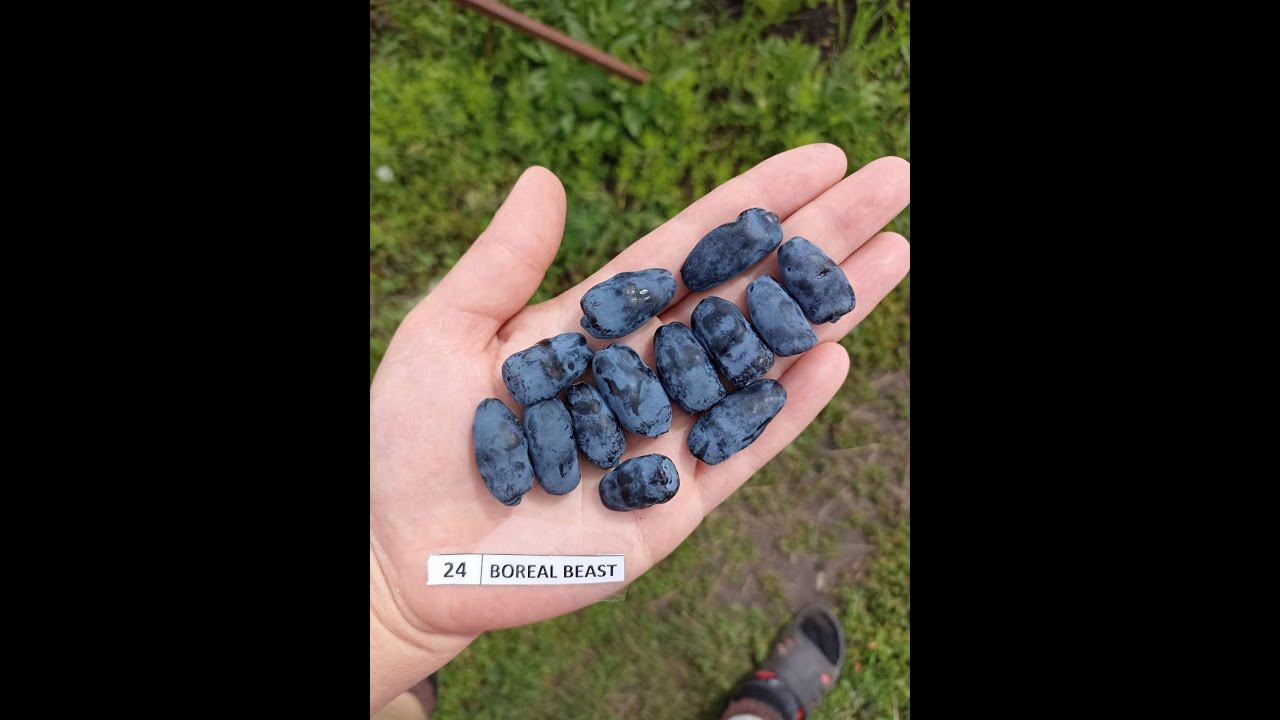 БОРЕАЛ БИСТ сорт жимолости смотреть онлайн