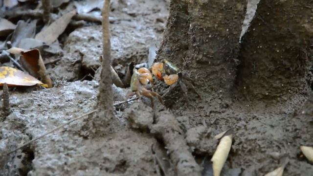 Red-Handed Shore Crab (Parasesarma erythrodactyla) - Fighting Crab vs Crab смотреть онлайн