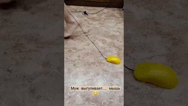 Кого вечерами выгуливает мой муж_.mp4