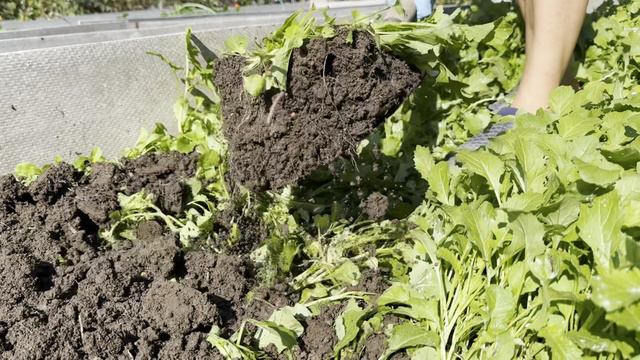 ЧЕСНОК БЕЗ ПРОБЛЕМ.ГОТОВЛЮ ГРЯДКУ. смотреть онлайн