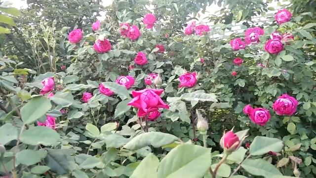 Английские розы Benjamin Britten и Teasing Georgia. смотреть онлайн