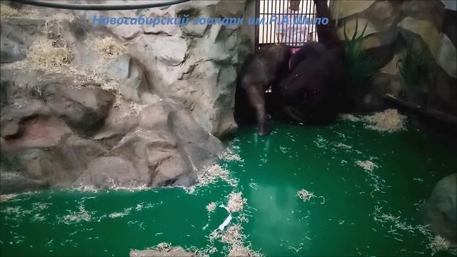 Орангутаны Мишель и Бату живут очень дружно 14.10.2022 смотреть онлайн