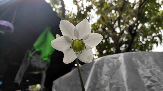 Eucharis amazonica en floración ? #amazonica #flor valió la espera para ver cómo es ? #jardin смотреть онлайн