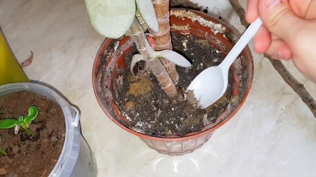 Денежное дерево умирало, посмотрите во что я его превратил. ? смотреть онлайн