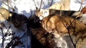 Охота на Кабана с лайками. Дагестан.С.Стальский ройон