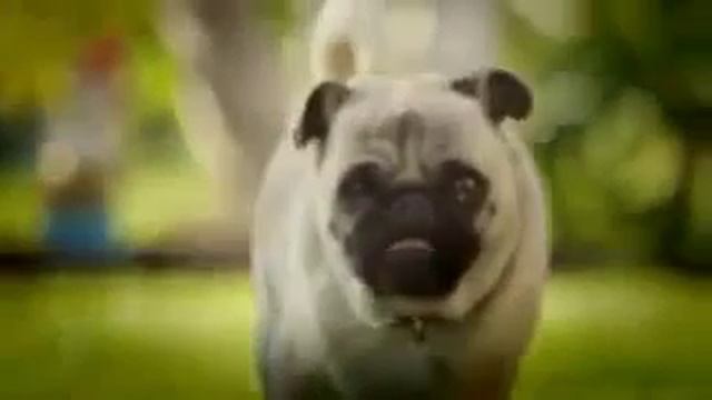 не дразните мопсов!!! best\\\\\Do not tease pugs смотреть онлайн