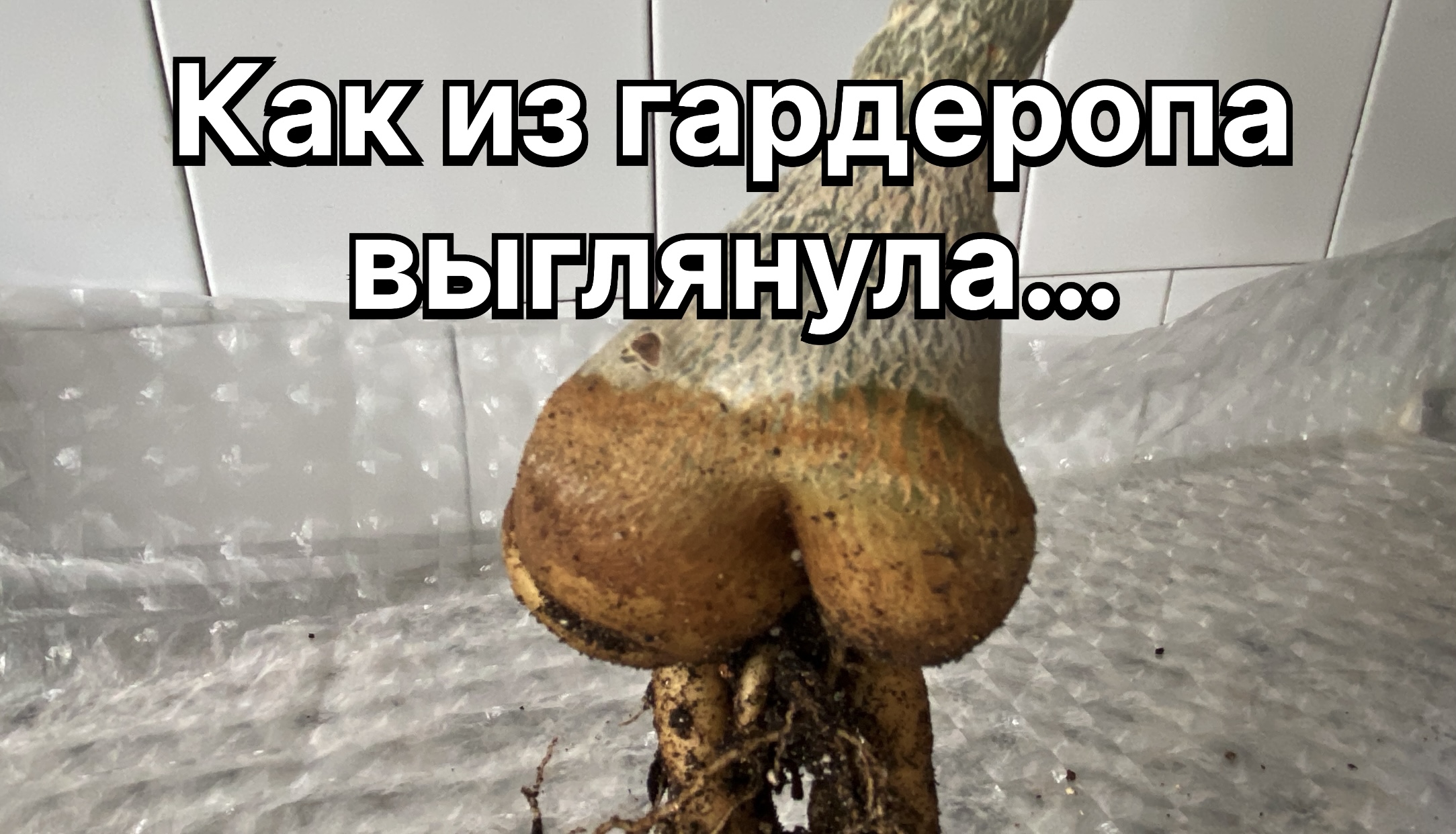 Адениумы не перестают меня забавлять! Что ни экземпляр, то удивительный сюрприз! «Змея». 29.04.24 г. смотреть онлайн