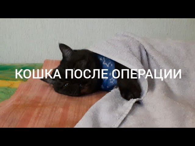кошка после сложной операции смотреть онлайн