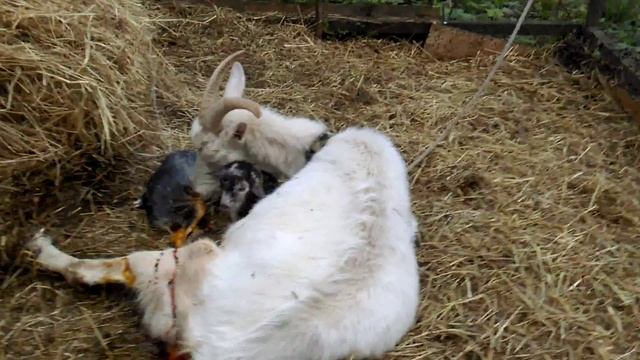 Как рожает коза смотреть онлайн