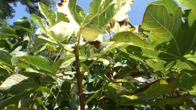 Ин. Вариегаты. Регресс 21 смотреть онлайн