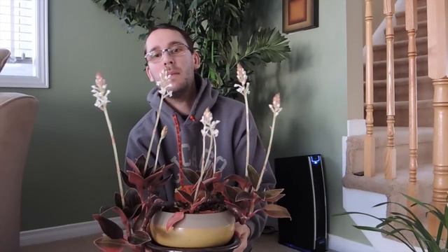 Jewel Orchid in spike and a new Cymbidium смотреть онлайн