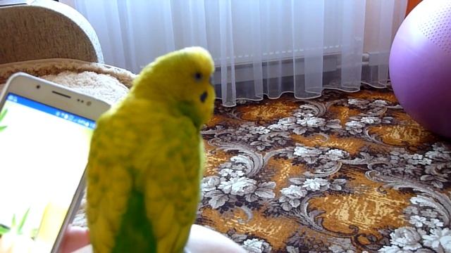 Попугай релаксирует//Пение волнистого попугая//Как поет попугай//Релакс