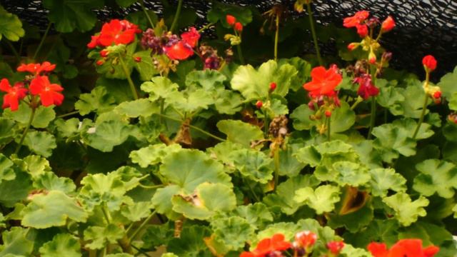 ８月２２日　ゼラニウム　高温障害　日陰に入れる