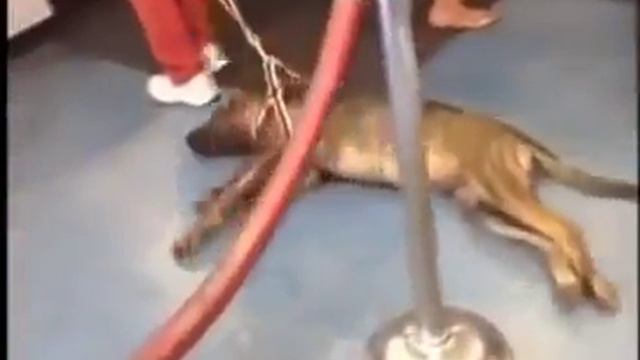 Животные какие они смешные смотреть онлайн