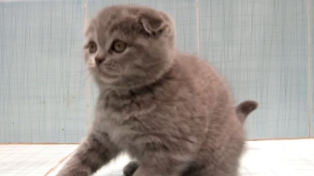 Шотландский котенок забавно играет с бантиком.