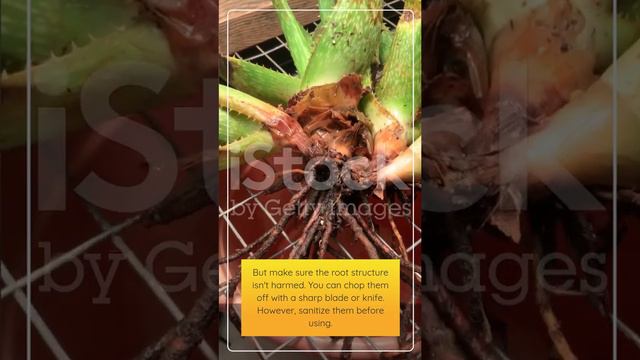 BETTER way to propagate aloe vera without roots ?Aloe Vera Care Tips and Tricks of Kitchen Gardenin смотреть онлайн