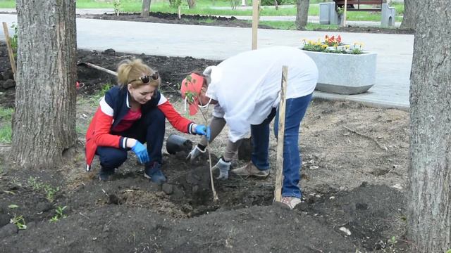 В рамках озеленения в городе высажены саженцы сирени, ели и кедра смотреть онлайн