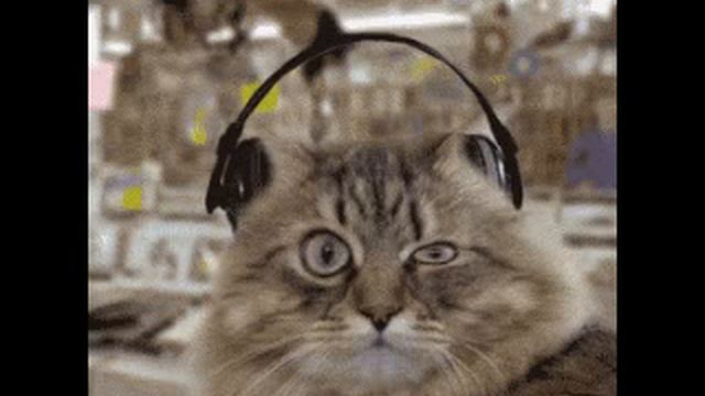 Коты музыканты