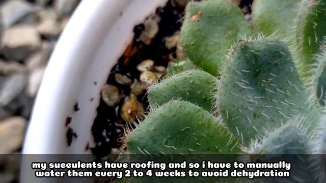 143 ECHEVERIA SETOSA MEXICAN FIRECRACKER SUCCULENT CARE GUIDE || Succulent Care Tips 다육식물 Suculenta смотреть онлайн