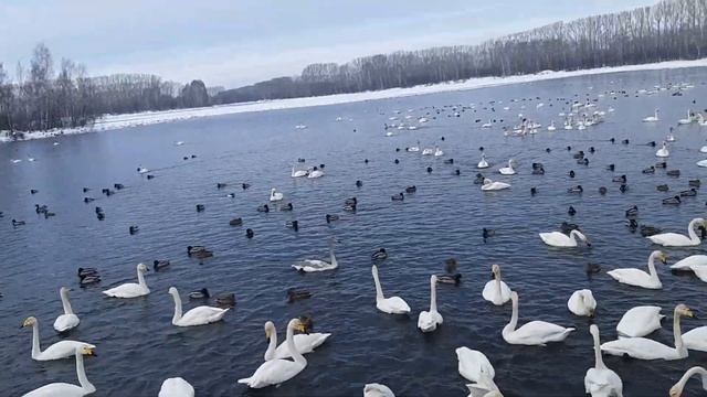 Лебединое озеро. Алтай Советский район. Февраль 2021. Лебеди и утки на озере. смотреть онлайн
