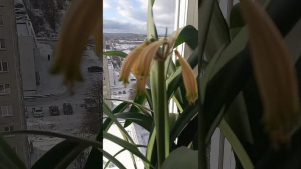 clivia , кливия Гардени