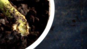 ? #2 Три недели. Что произошло с черенками малины. Размножение малины черенками в августе.