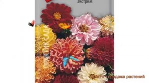 Георгина обыкновенный Экстрим (ekstrim) ? георгина Экстрим обзор: как сажать семена георгины Экстри