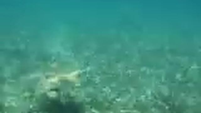 Green Sea Turtle, Belize. Зеленая морская черепаха, Белиз (397sp) смотреть онлайн