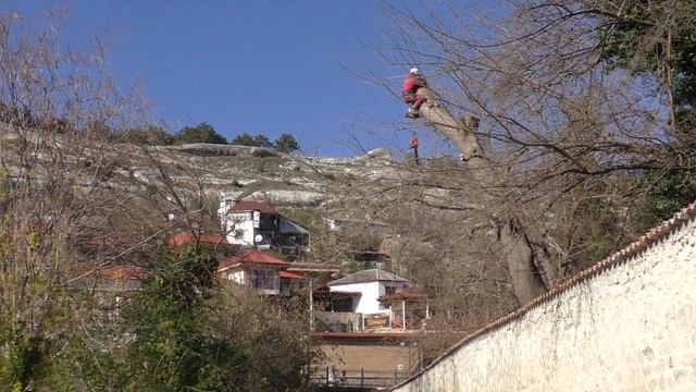 #10 Софора японская / Плотная и тяжелая древесина / Удаление средней части смотреть онлайн