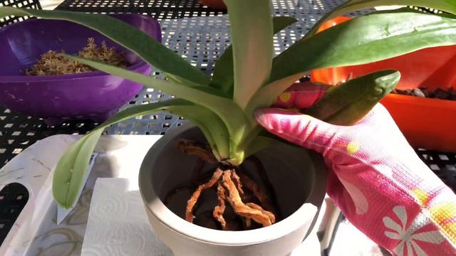 ОРХИДЕИ!!! Пафиопедилум White Lady пересадка.Дебют фаленопсиса!