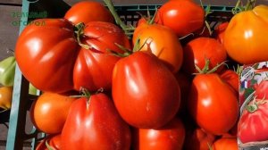Томат КОРАЗОН F1. Обзор сортов ТОМАТОВ!