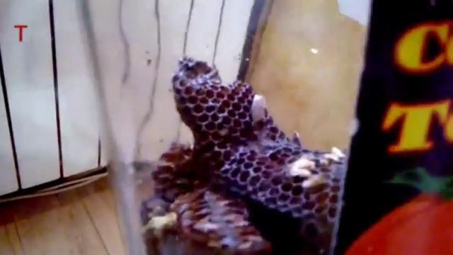 Пчеловодство личинки восковой моли в банке смотреть онлайн