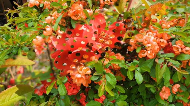 やくざ 若衆 祭り 歌；美空 ひばり- Yakuza wakashu matsuri uta ; Misora Hibari - Korean plum смотреть онлайн