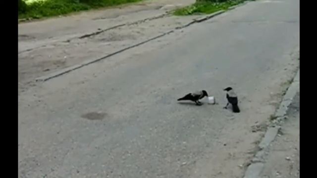 Семейная разборка ворон | Crows family quarrel смотреть онлайн