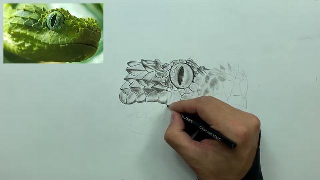 How to Draw a Snake │Step by Step Tutorial смотреть онлайн