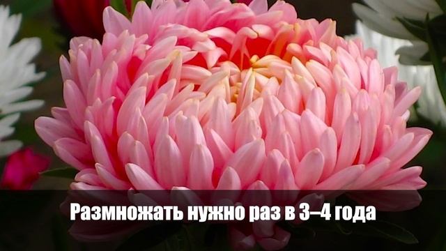 Секретные трюки садовницы с 20-летним стажем: Какие растения посадить на дачном участке смотреть онлайн