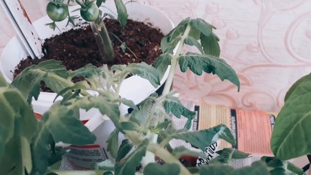 Помидоры на балконе !!! Обзор ранних, горшочных сортов. смотреть онлайн