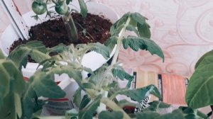 Помидоры на балконе !!!  Обзор ранних, горшочных сортов.