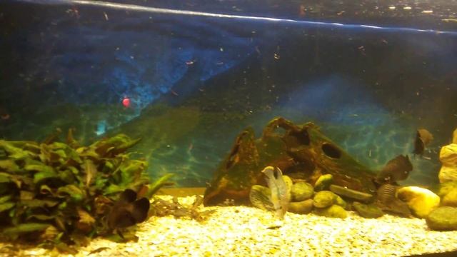 Здоровый аппетит и наглость кошки)))) смотреть онлайн