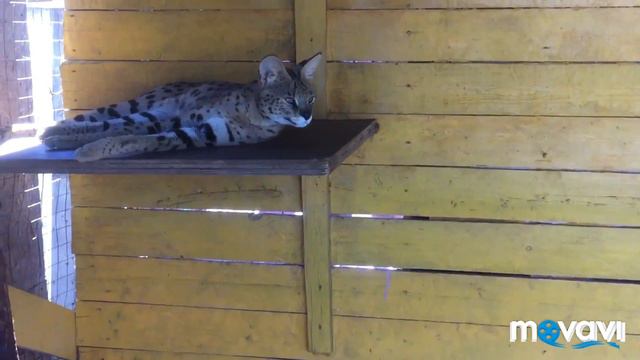 Арина на День рождение братика Дэвида смотреть онлайн