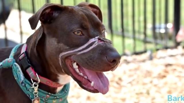 Даже бывалые волонтёры ужаснулись, увидев что люди сделали с этой собакой смотреть онлайн