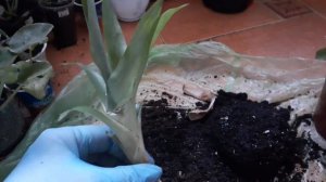 Бромелия и её детки. Как размножается бромелия.  Посадка детки.