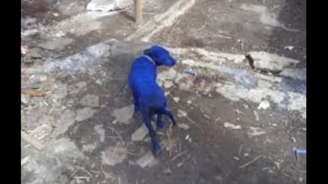 "Собака синего цвета" (new). Автор стихов неизвестен, исп.: Т. Рехельс смотреть онлайн