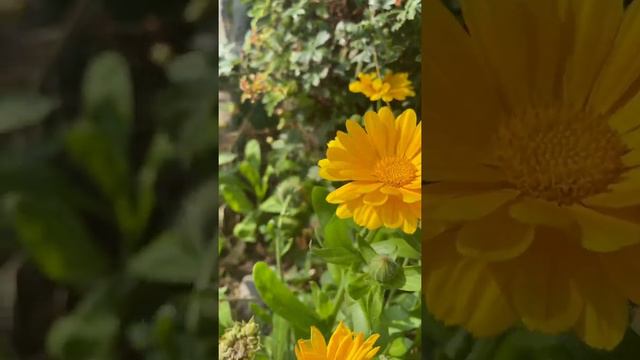 🔊Сура Ан-Намл смотреть онлайн