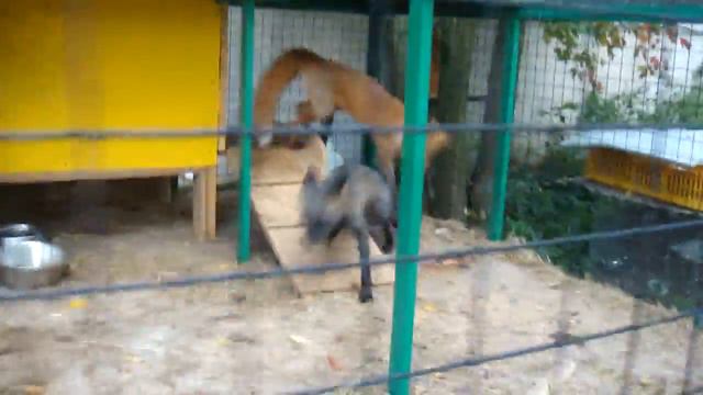 Лисенки вместе смотреть онлайн