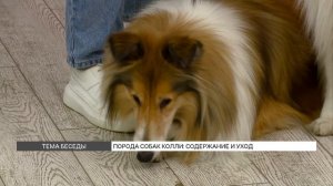 Как содержать собаку породы колли?