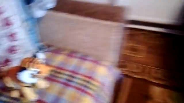 п-к Роман-Кош.Роман-Кош Есмиральда и Евридика 13,5 л. Моррис 10лет.  Сев-ль 22.01.22.Дети РК Венеци