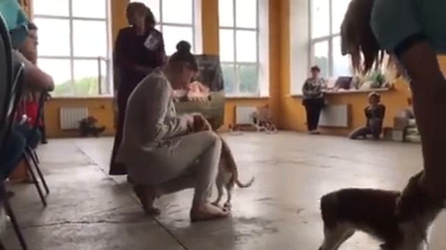 Кавалер кинг чарльз спаниель. Выставка