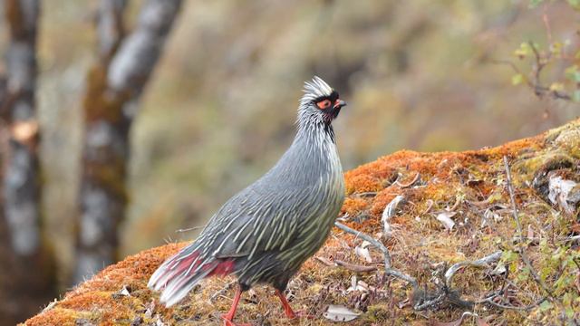 Khangchendzonga added to UNESCO's World Network of Biosphere Reserves: message by Eric Falt смотреть онлайн